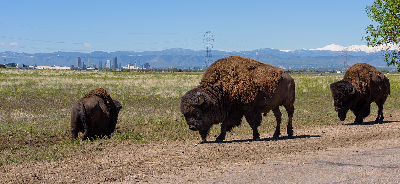 A family of Bison at the Rocky Mountain Arsenal National Wildlife Refuge.