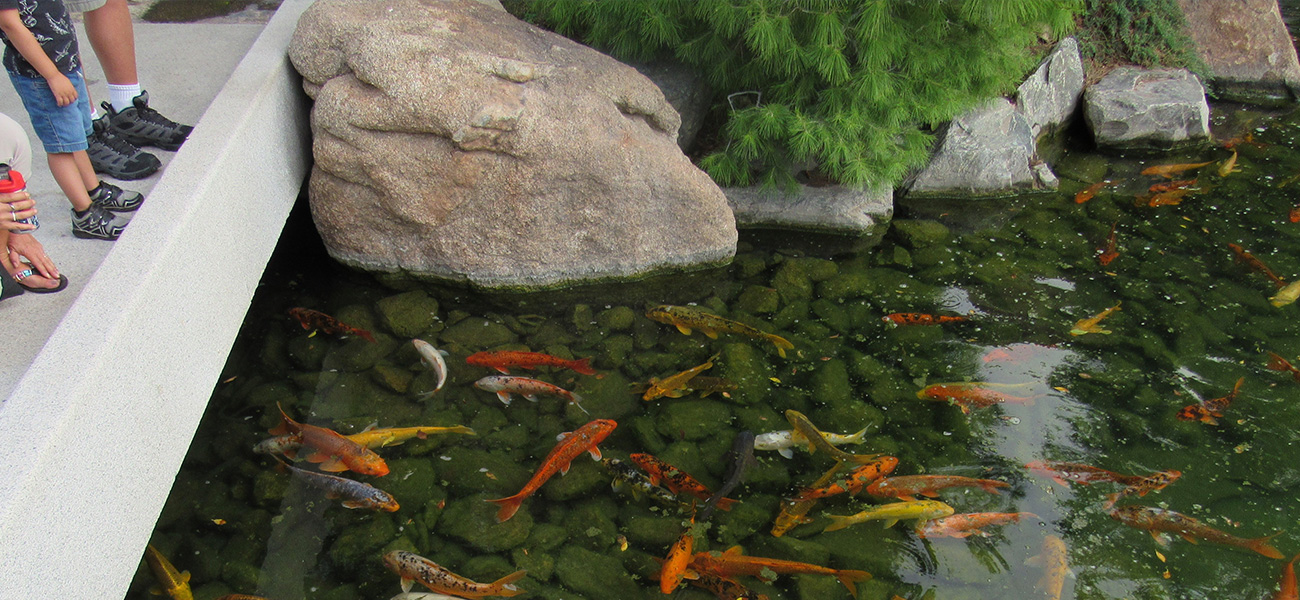 Koi fish pond at Japanese Friendship Garden.