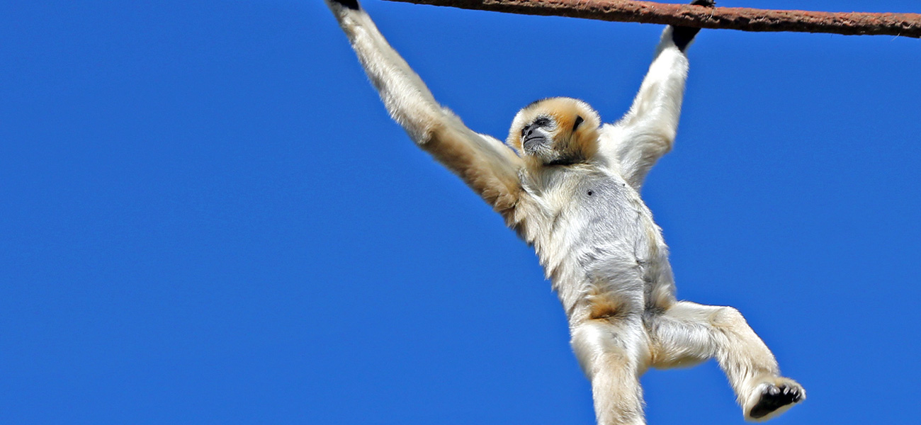 Monkey at the Denver Zoo.